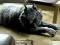 Bouvier with Sunday treat