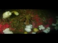 RDT Red Shirt Dive - with photos at the end