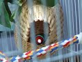 daddy gouldian in nest daddy gouldian in nest