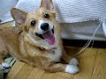 Welsh Corgi ?????????? ??????