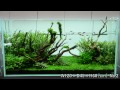 【ADA view 41】 NAギャラリー水槽の経時変化　"7-2"