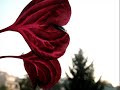 Every little thing she does is not magic - by balladeer Eddie Florano Every little thing she does is not magic - by balladeer Eddie Florano