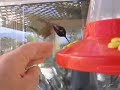 MY HUMMINGBIRD