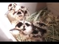 Click here to watch this video Baby Woodcock Birds: Littlefoot and Petrie
