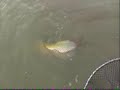 WTF? Anaconda or Arapaima?