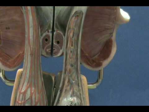 scrotum