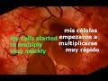 pregnancy stages / estados de embarazo