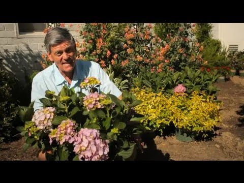 how to fertilize limelight hydrangea