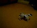 Robopet Robopet