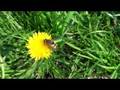 videos de Sony HDR-CX11E test