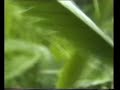 grass 7