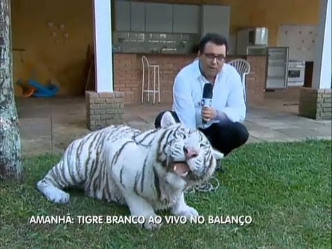 Tigre - O apresentador do Balanço Geral foi até a casa de Gilberto, um treinador de animais selvagens, para conhecer de perto a bela Bianca, uma tigresa branca que e...