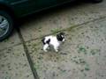 goat the dog in hurricane gustav