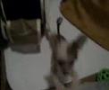 ugly-hairless-dog.html