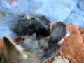 New, new, newborn Baby Kittens New, new, newborn Baby Kittens
