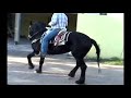 Caballos Bailadores Leon Guanajuato