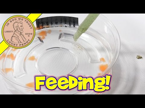 how to care triops