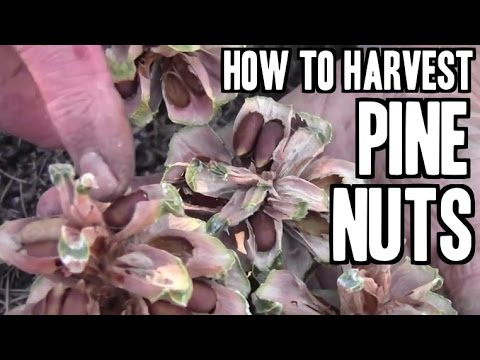 how to collect pine nuts