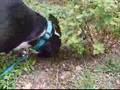 Dog Buries Bone