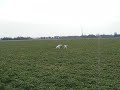Wei�e \"windhunde\" Sch�ferhunde :)