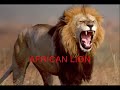 World Top 10 Most Deadliest and Dangerous Animals! World Top 10 Most Deadliest and Dangerous Animals!