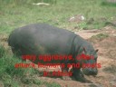 World Top 10 Most Dangerous And Deadliest Animals