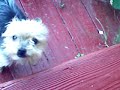 Re: Tribute to The Pets Lost From Pet Food Recall