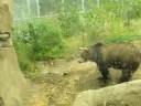 SF Zoo - Bears 2