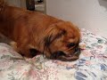 Tibetan spaniels can eat chicken bone (part 2 of 2)