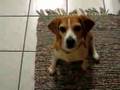 videos de magel again