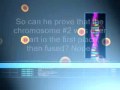Response to fused chromosome # 2.