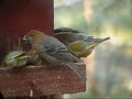 Pine Grosbeak Pincola enucleator Durbec des sapins