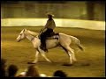 YOR High Noon BridleLess Reining Appaloosa Stallion