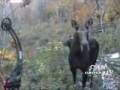 MOOSE