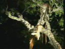 20Aug08 WildEarth pmDrive Video#2 Karula in tree with kill