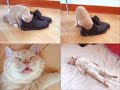 Funny Crazy Cat 3 Awesome Ninja Kitty