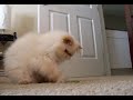 Gizmo and Gonzo: Spin Me 'Round