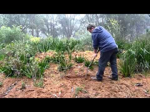 how to harvest kangaroo paw seeds