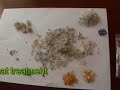 White Sapphire Mining and Cutting
