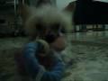 2009-01-06 | ALTEA chinese crested dog GIOCA ~> foto e video della mia piccola altea chinese crested dog puppy gioca ... (00:50)