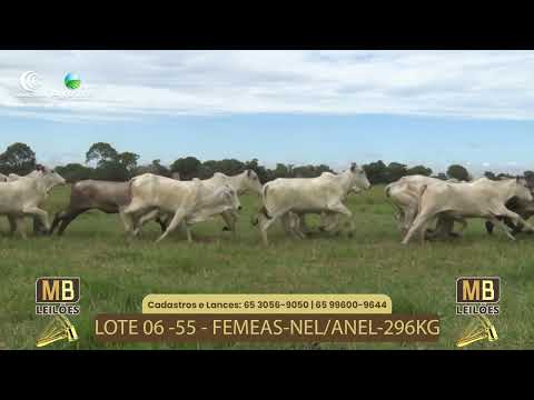 536� LEIL�O VIRTUAL MB LEIL�ES