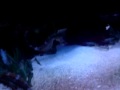 Lindos cavalos marinhos mantidos por profissionais do aquário público de são paulo.Beautifull Hippocampus in public aquarium of São Paulo. 