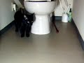 cutest kitten chasing its leash.flv cutest kitten chasing its leash.flv