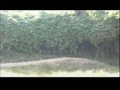 Kawasaki KSR-II in Woods SHIMOICHI