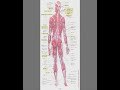 MPF DVD - Man and Woman Stufe 3 (DEU)