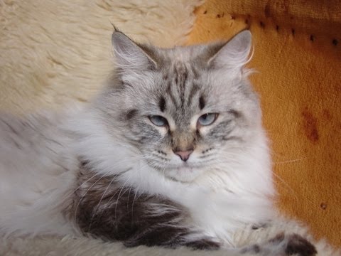 kuril bobtail