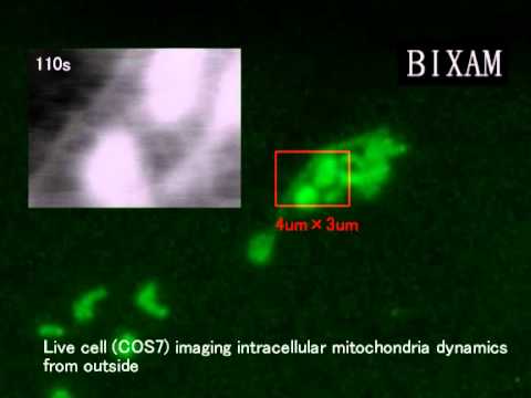 Live cell (COS7) Mitochondria-GFP