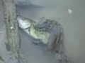snake eats catfish