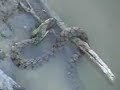 Snake Eats Catfish