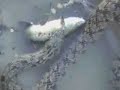 snake eats catfish